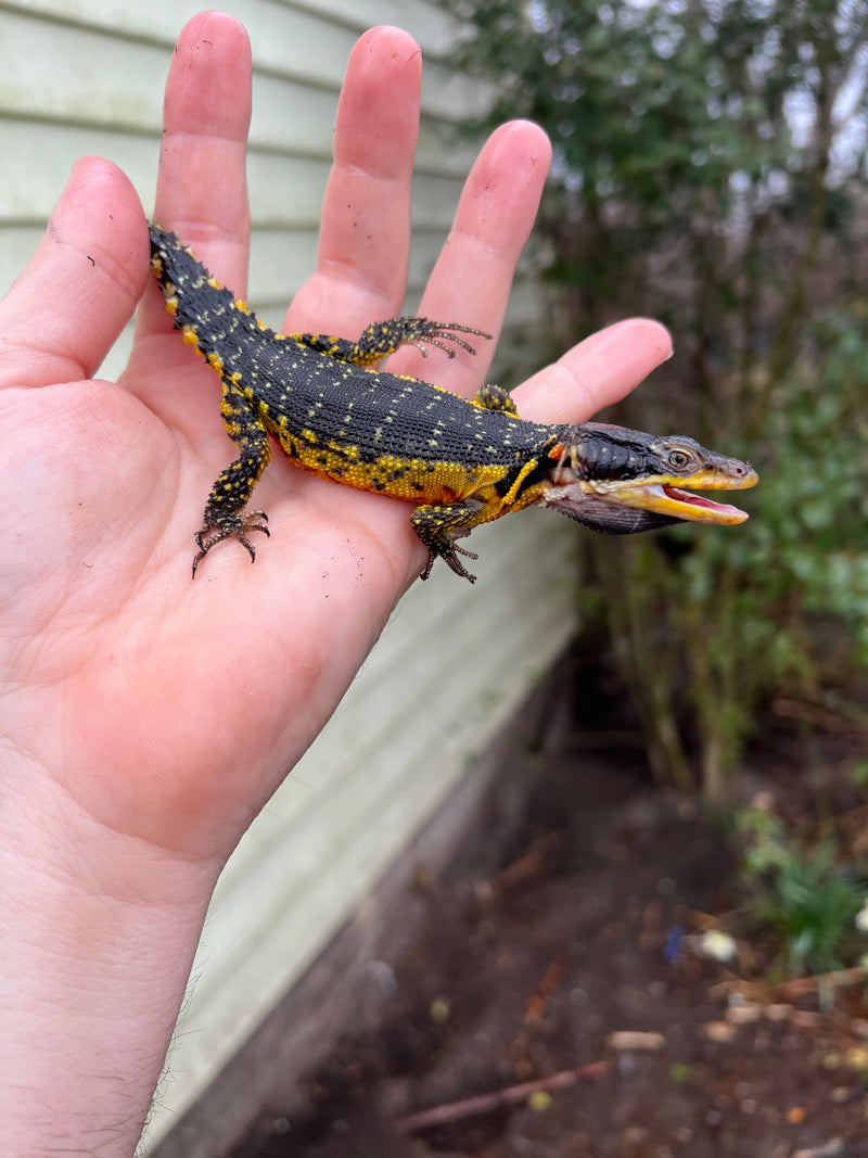 Drakensburg Crag Lizard For Sale