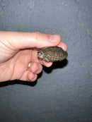Concentric Diamondback Terrapin 2022 (Malaclemys terrapin)