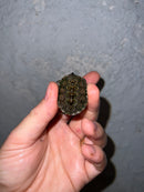 Concentric Diamondback Terrapin 2022 (Malaclemys terrapin)