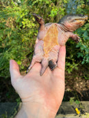 Vampire Musk Turtle Adults (Claudius angustatus)