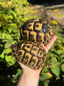 Tunisian Greek Tortoise Adult Pair  (Testudi gracea nabeulensis)
