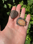 African Serrated Mud Turtle Babies (Pelusios sinuatus)