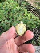 Pastel Clown Red Eared Slider Turtle