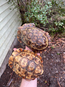 Homes Hinge-back Tortoise Adult Pair 2 (Kinixys homeana)