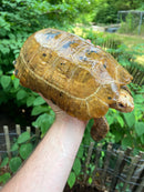 Forstens Tortoise Adult  Male 4 (Indotestudo forstenii)