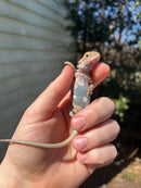 Genetic Striped Pied Translucent Bearded Dragon Baby