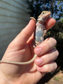 Genetic Striped Pied Translucent Bearded Dragon Baby