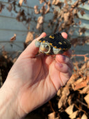 Ornate Diamondback Terrapin (4 inch) Female