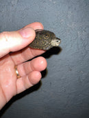 Concentric Diamondback Terrapin 2022 (Malaclemys terrapin)