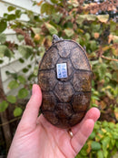 Vampire Musk Turtle Adult Female