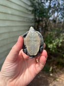 Northern Diamondback Terrapins (4 inches) (Malaclemys terrapin)