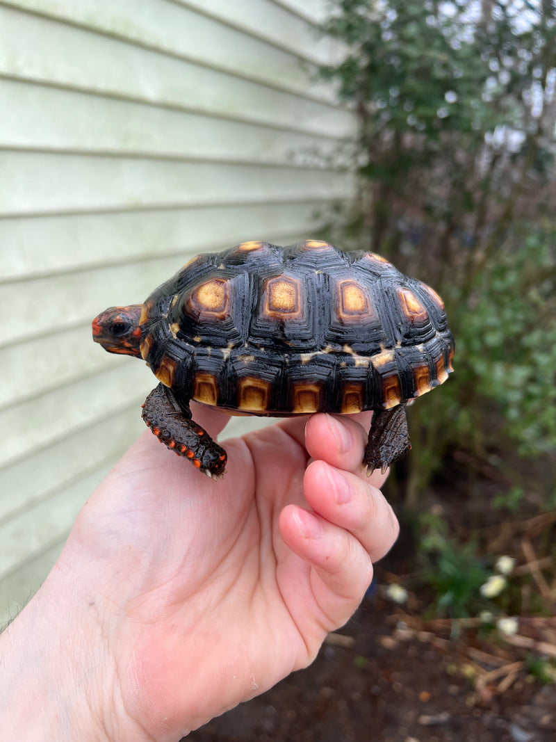 Brazilian Cherryhead Tortoise 2021