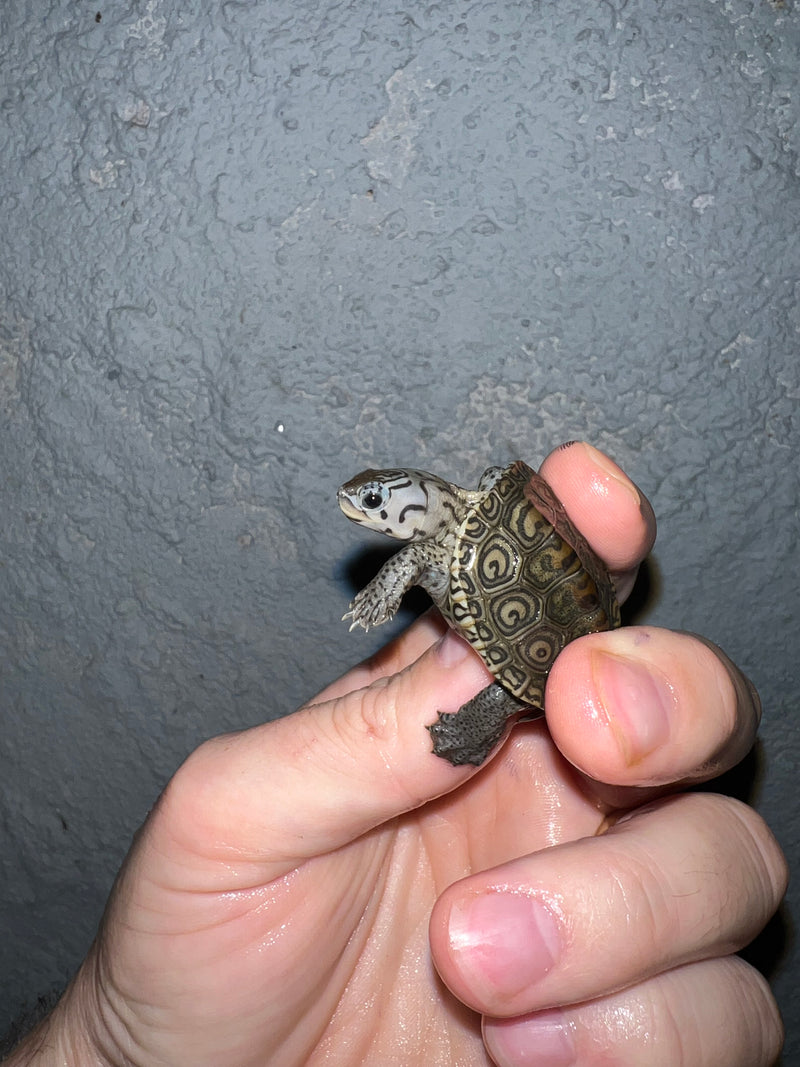 Concentric Diamondback Terrapin 2022 (Malaclemys terrapin)