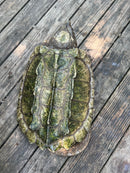 Alligator Snapping Turtle Adult Male (Macrochelys temminckii)