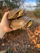 Sulawesi Box Turtle (Cuora ambonesis)