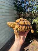 African Spurred Tortoise Female (7-8 inch) (Centrochelys sulcata)