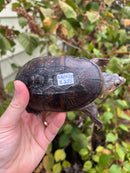 Vampire Musk Turtle Adult Female