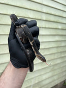 Banded Water Snake (Nerodia fasciata)