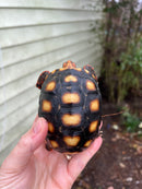 Brazilian Cherryhead Tortoise 2021