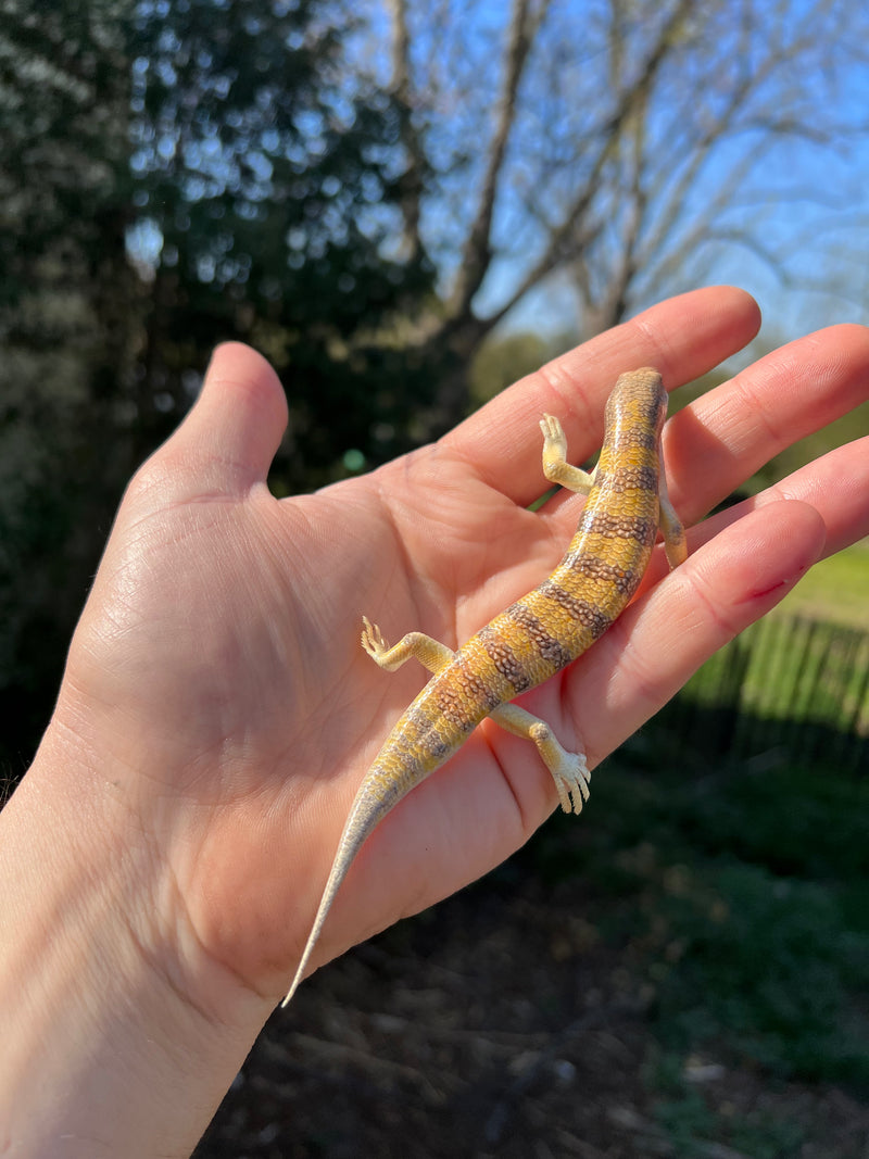 Sandfish Skinks For Sale American Reptile Distributors