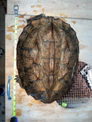 Adult Mata Mata Pair (Chelus fimbriata)