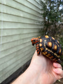 Brazilian Cherryhead Tortoise 2021