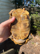 Homes Hinge-back Tortoise Adult Pair 5 (Kinixys homeana)