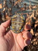 Ornate Diamondback Terrapin (4 inch) Female