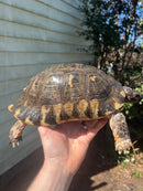 Marginated Tortoise Adult Male 1 (Testudo marginata)