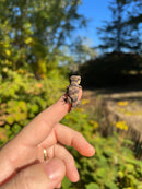 Reticulated Gargoyle Gecko Well Started Babies (Rhacodactylus auriculatus)