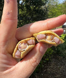 Lubino Red Eared Slider Turtle Baby (Trachemys elegans)