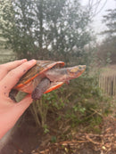 Pink Bellied Sideneck Turtle Adults (Emydura subglobosa)