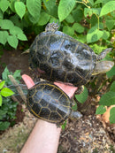 Hi  Yellow Adult European Pond Turtle Pair 2 (Emys orbicularis)