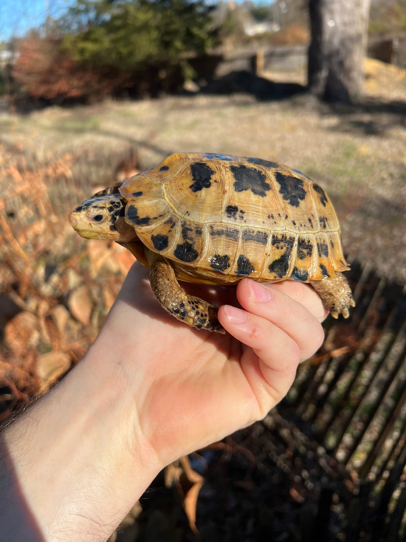 Forstens Tortoise 2020 Female 3 (Indotestudo forstenii)