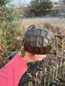 Burmese Brown Mountain Tortoise Female 1 ( Manouria emys emys)