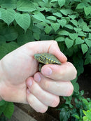 Peacock Slider Baby (Trachemys emolii)