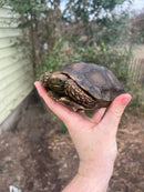 Burmese Brown Mountain Tortoise Female 2 ( Manouria emys emys)