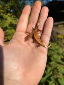 Premium Crested Gecko Babies (Correlophus ciliatus)