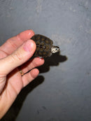 Concentric Diamondback Terrapin 2022 (Malaclemys terrapin)