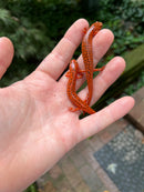 Northern Red Salamander (Pseudotriton ruber ruber)