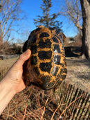 Forstens Tortoise Adult  Male 9 (Indotestudo forstenii)