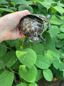 Two Headed Penninsula Cooter Turtle (Pseudemys peninsularis)