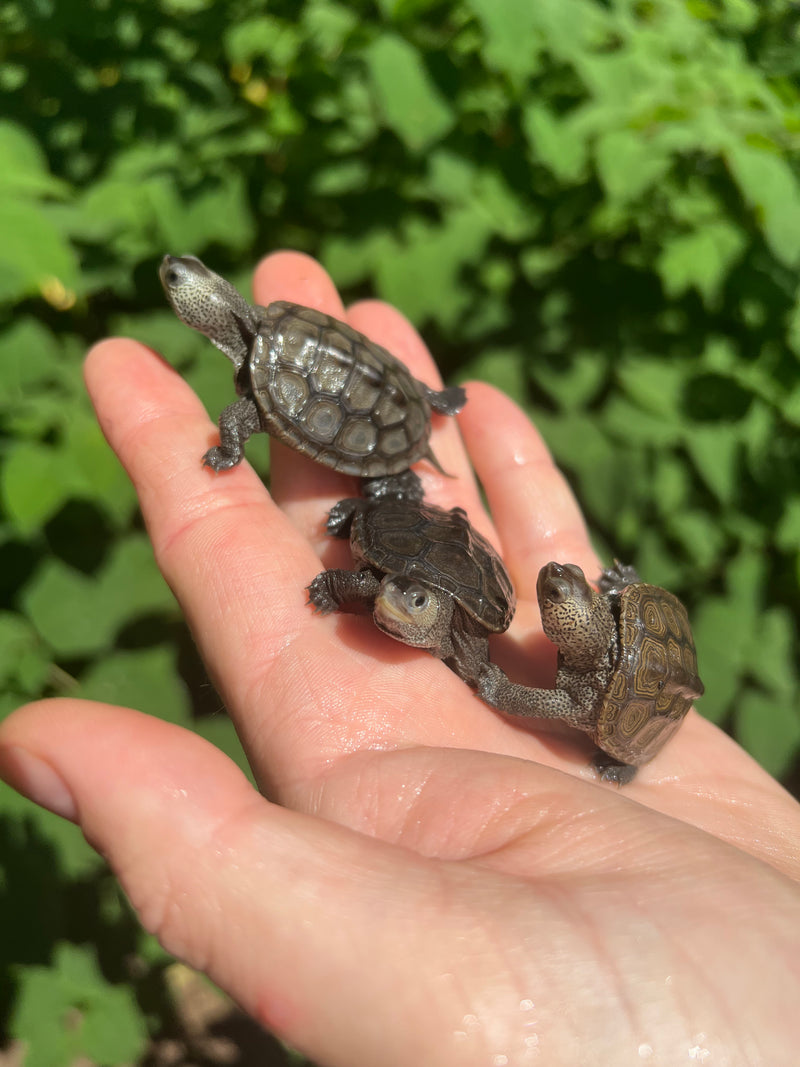 Northern Diamondback Terrapin Baby (Malaclemys terrapin)