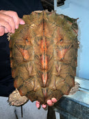 Adult Mata Mata Female (Chelus fimbriata)