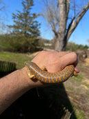Schneider Skink Adults (Eumeces schneideri)