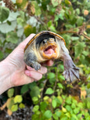 Vampire Musk Turtle Adult Female