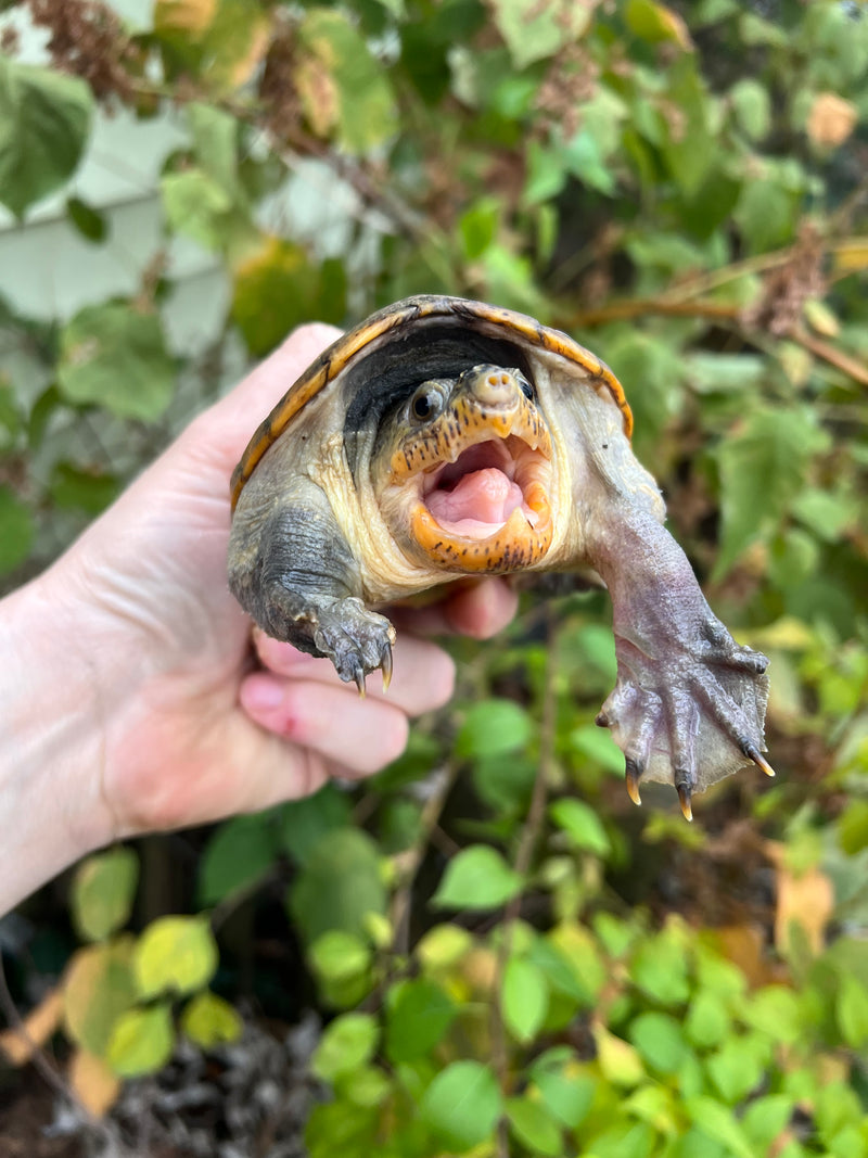 Vampire Musk Turtle Adult Female