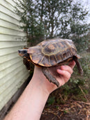 Homes Hinge-back Tortoise Adult Pair 2 (Kinixys homeana)