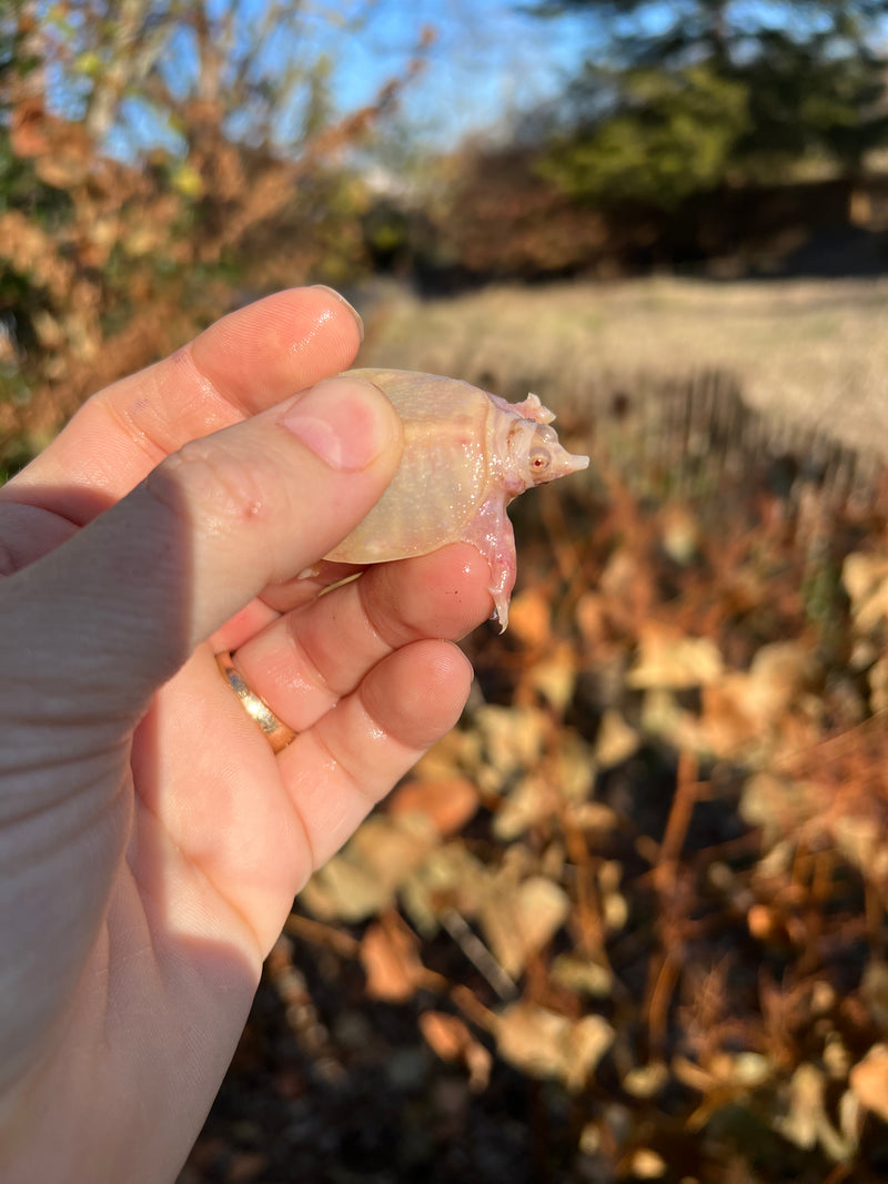 Albino Chinese Softshell Turtles  (Pelodiscus sinensis)