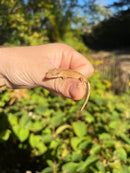 Crested Gecko Babies (Correlophus ciliatus)